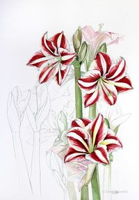 DDaeweritz_Amaryllis_A2_2017