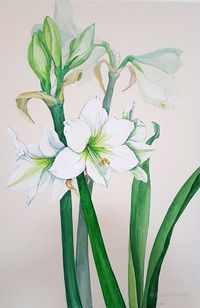 DDaeweritz_Amaryllis_weiss_2024