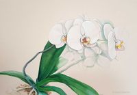 DDaeweritz_Orchidee-weiss_2024